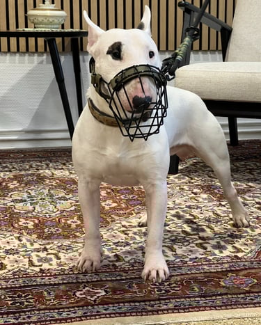 weißer Bullterrier mit Maulkorb