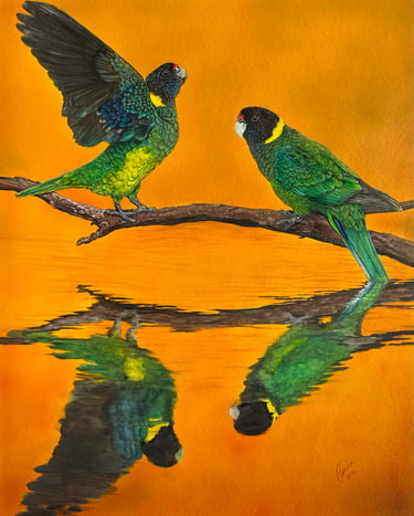 Two 28 parrots in the last glow of sunset, their reflections shimmering in the water as day gives way to night.