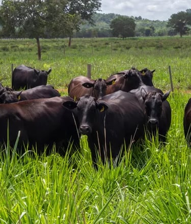 Bois alimentados a pasto