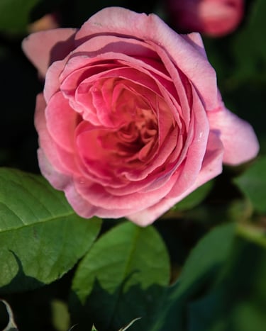 a pink rose in blooming on a plant - Chameleon Garden Perfumery