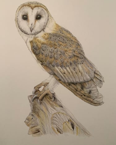 Owl portrait