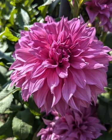 Enorme fleur de Dahlia décoratif rose