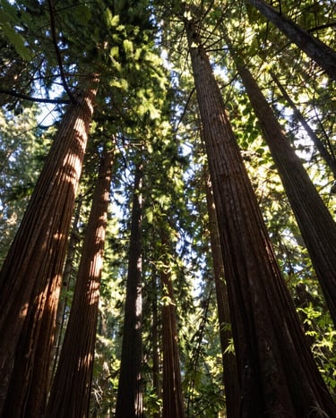 A low-angle shot looking up at towering redwood trees in a North American temperate rainforest, dappled sunlight filtering through the canopy, clean and immersive composition.