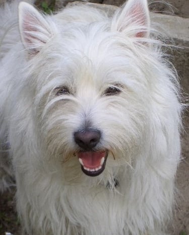 Micky, unser Hund an einem Giftköder verstorben