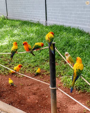 Brightly feathered birds resting on a rope at Rajali Bird Park, Thanjavur