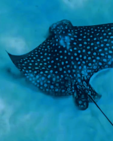 a stingper fish fish in the water