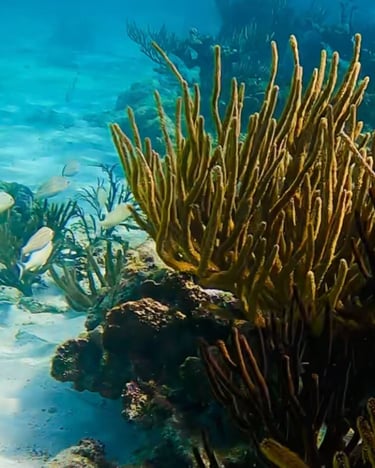 a fish swimming in the ocean with a fish