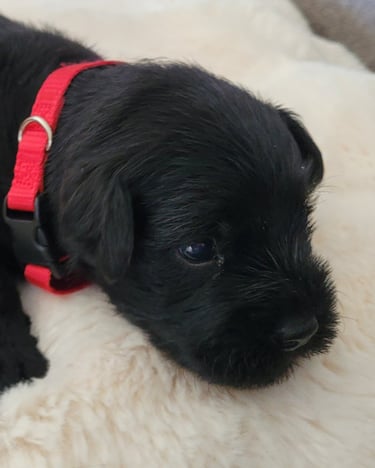 Bébé Schnauzer miniature