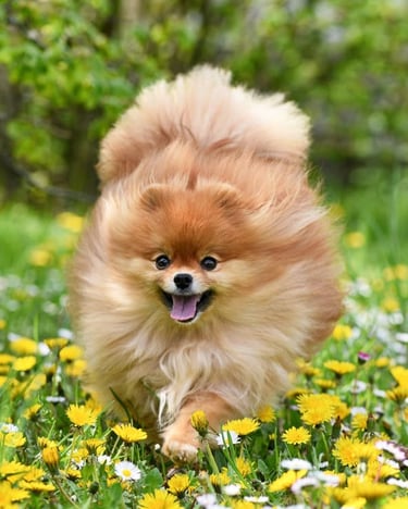 venta perro pomerania