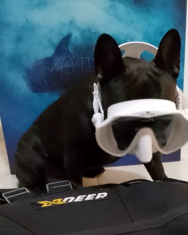 Buldog Frances Loko
