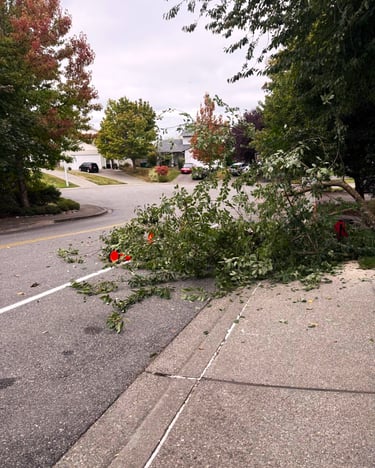 A felled tree in Cottage Lake, WA being cleaned up around safety eqipment