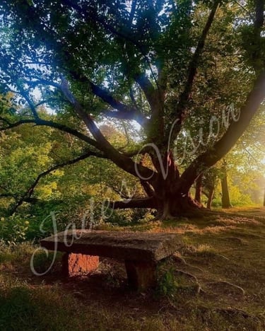 Great grandfather tree at dust with red sunbeam shining through treetop onto stone beach with a red glow
