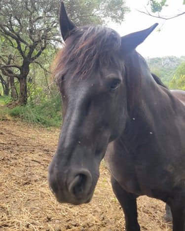 Zwart paard, black horse