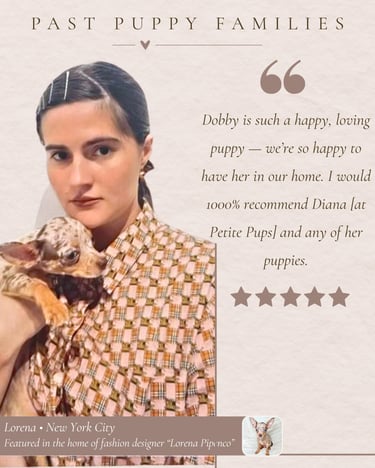 Petite Pups Reviews - Luxury Chihuahua Puppies - PetitePups.com