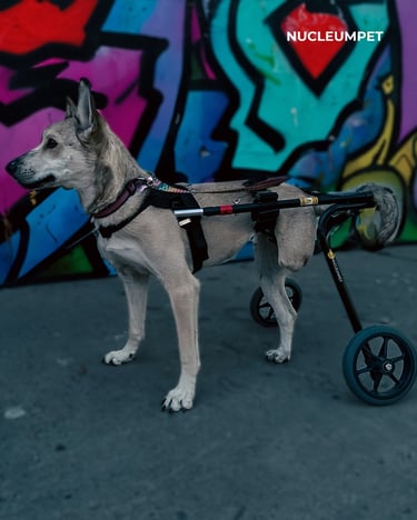 Silla de ruedas para perros fabricada por Nucleumpet en Colombia, ideal para mejorar la movilidad de