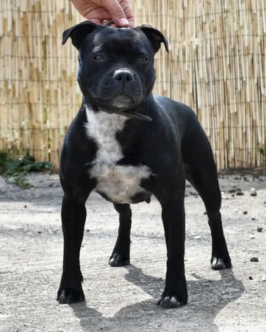 Staffordshire bull terrier pedigree enci fci grecalestaffs allevamento Sicilia