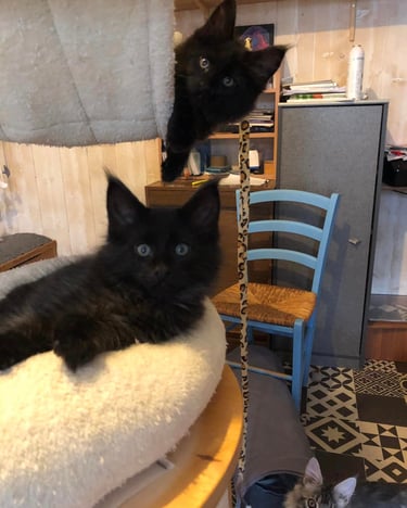 two cats kitten maine coon  are sitting on a cat bed