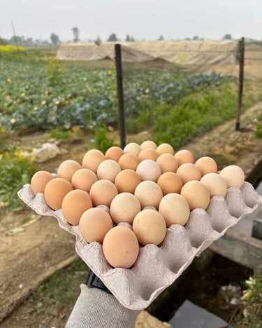 desi egg in panipat