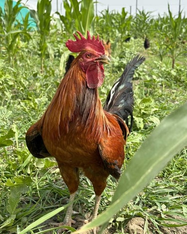 panipat organica Desi organic Chicken