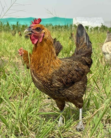 Panipat organica desi organic hen