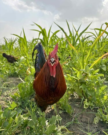 Desi chicken in panipat farm