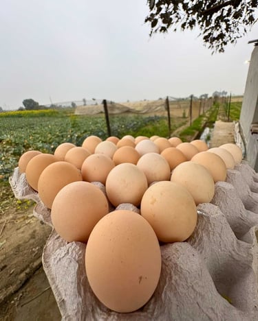 Panipat organica desi organic egg