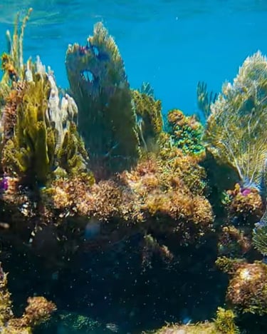 a coral reef with a variety of sea life