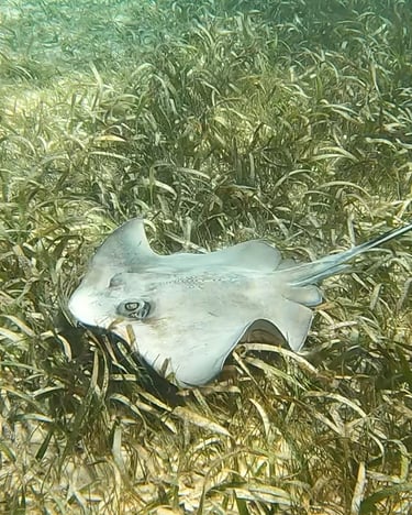 a stingper ray ray ray ray ray ray ray ray ray ray ray ray ray