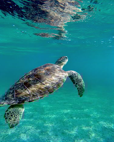 a turtle turtle turtle turtle turtle turtle turtle turtle turtle turtle turtle turtle turtle turtle turtle