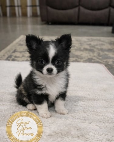 Akc chihuahua black and white puppy sitting on blanket