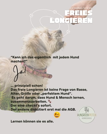 Kleiner Hund blickt zu einem Leckerli hoch beim Freifolge-Training in der Hundeschule Hunsrückpfoten