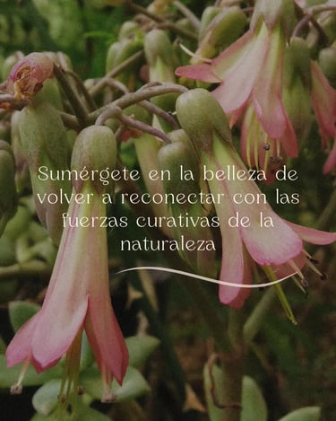 flores rosadas con forma de campana
