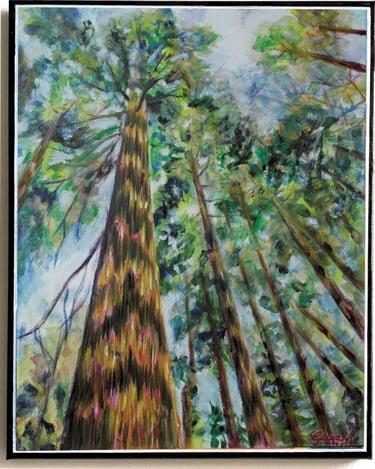 Giant Sequoias Tops as seen from the ground
