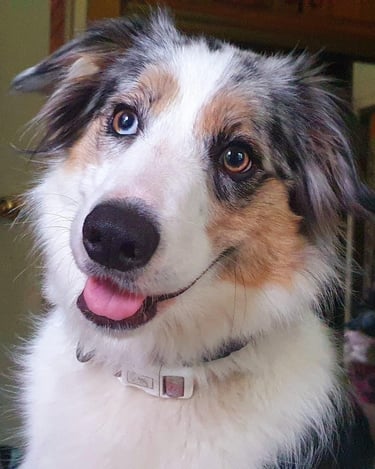 tri blue merle border collie girl 