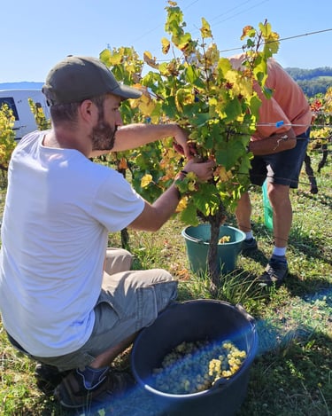 vendanges romain cipolla oenologie lyon