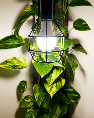 Regular house lamp converted to a grow light with a high powered LED bulb