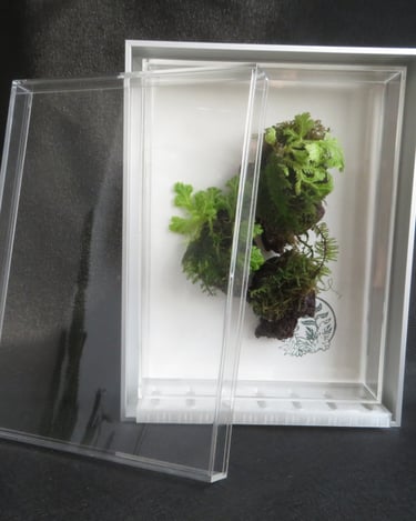 A terrarium with floating islands moss plants.