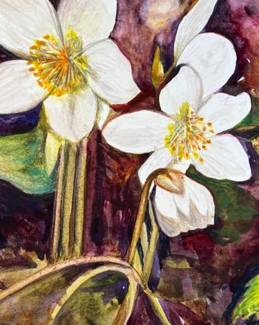 Watercolour of Helebore flowers