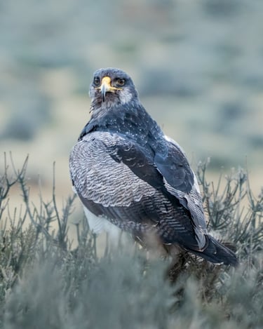 Águila Mora