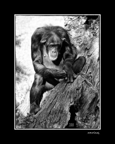 Xavier Montaner -Chimpance