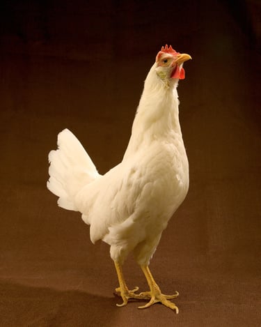 White Leghorn Chicken