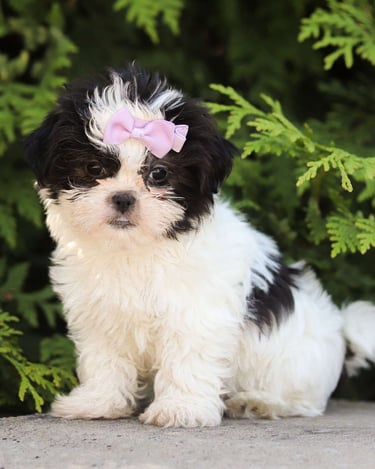 Puppies for Sale 