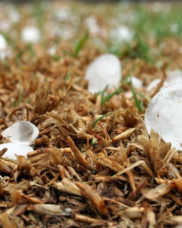 Le dérèglement climatique fragilise directement les cultures :