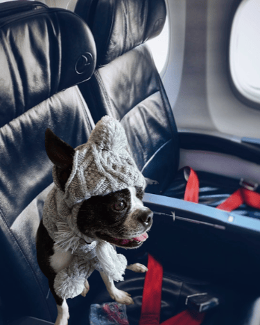 Yoki on a plane seat, ready to fly.