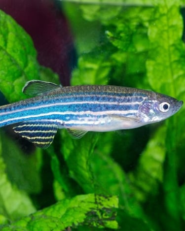Studio-raised longfin blue danio displaying healthy scales and high color