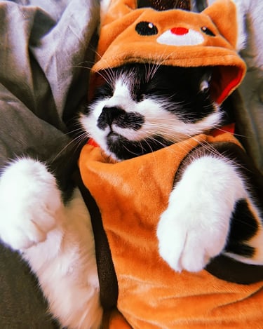 Un adorable gato duerme plácidamente con una sudadera con capucha de disfraz de reno naranja.