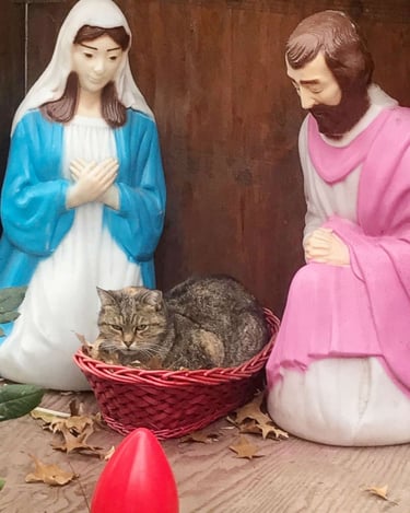 cat in manger scene
