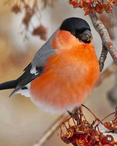 snowbird perched on a tree branch with berries