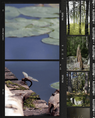 Photo collage of nature photography.