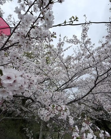Close-up of delicate cherry blossom flowers